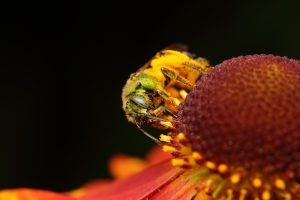 Create a buzz Step Up Flower Auction